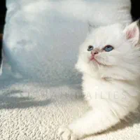 بریتیش نر شجره دار روس با کد خاص رنگی by1233|گربه|رشت, نیکمرام|دیوار