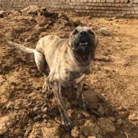 سگ دو رگ سراب و افغان