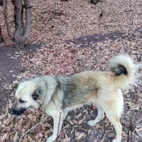 سگ گله دوساله بشرط برای چوپانی وگله داری