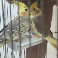 عروس هلندی نرو ماده کینگ