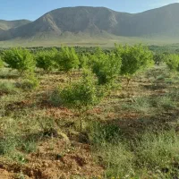 حدود ۵ هزار متر زمین باغی