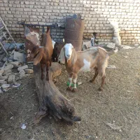 بزشیرافروشی