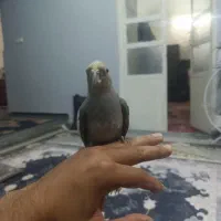 عروس هلندی خاکستری