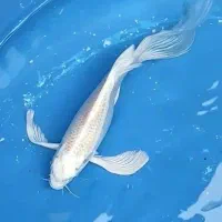 فروش تعدادکوی به قیمت عاالی تخلیه حوضچه
