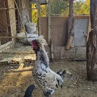 خروس نژاد زینتی|حیوانات مزرعه|سامان, |دیوار