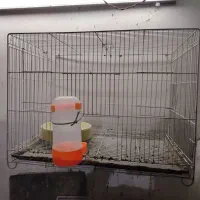 پرنده و قفس
