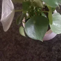 گل و گیاه
