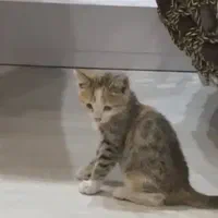 واگذاری گربه اهلی بازی گوش