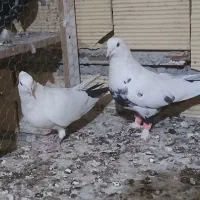 پنج جفت کفتر جفتگاه|پرنده|مشهد, قائم|دیوار