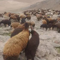 سلام وعرض ادب پشم گوسفند حدود ۲۵۰کیلو موجوده