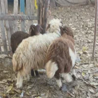 ۳عدد بره|حیوانات مزرعه|ملکشاهی, |دیوار