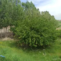 فروش باغ سه هکتار اردبیل بخش ارشق روستای دره بیگلو|فروش خانه و ویلا|ارشق, |دیوار