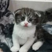 توله گربه اسکاتیش کوچولو