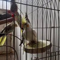 عروس هلندی|پرنده|قم, باغ شریفی|دیوار