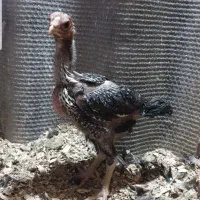 جوجه لاری وتخم