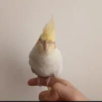 فروش|پرنده|محمدیه-قزوین, |دیوار