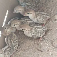 جوجه