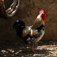 خروس محلی