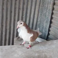 ساده چپ زرد