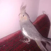 عروس هلندی|پرنده|بیرجند, |دیوار