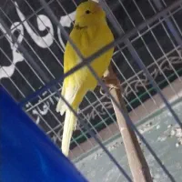 قناری رسمی|پرنده|قرچک, میرزائی شمالی|دیوار