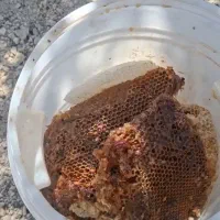 عسل
