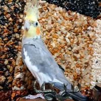 عروس هلندی طوسی|پرنده|گلستان (تهران), |دیوار