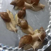 حلزون آلبینو