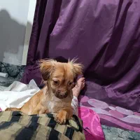 سگ قهوه ایی|سگ|شیراز, شهرک بهار|دیوار