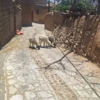 میش آبستن