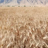گندم شبرنگ درجه یک پارسال مادری بوده