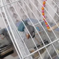 فروش راهب گرینچیک عروس هلندی کوتوله|پرنده|زرند, |دیوار