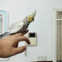 عروس هلندی نر معاوضه با قناری