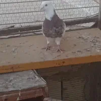 طوقی هفرنگ نر مست