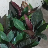 گل و گیاه طبیعی|گل و گیاه طبیعی|خرمشهر, |دیوار