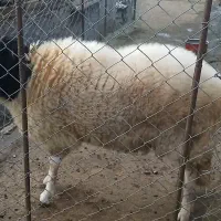 فروش گوسفند نر|حیوانات مزرعه|توتکابن, |دیوار