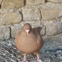 ماده زرد پرتقالی