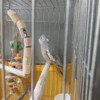 دوعدد عروس هلندی نر|پرنده|تهران, باشگاه نفت|دیوار