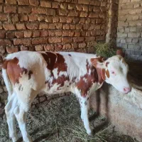 گوساله