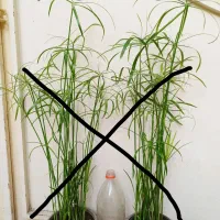 گل نخل مرداب و گندمی