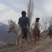 مادیان ۶ ساله