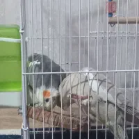 جفت عروس هلندی|پرنده|چترود, |دیوار