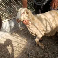 میش بره