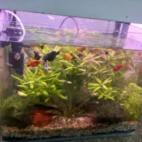 آکواریوم پلنت