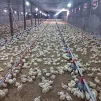 فقط تماس