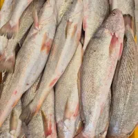 ماهی ومیگو|ماهی|شیراز, شهرک بهار|دیوار