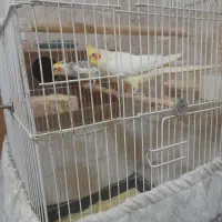 عروس هلندی سخنگومولد|پرنده|تهران, امام زاده عبدالله|دیوار