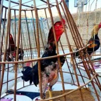 تخم نطفه دارلاری اصیل دنگ بالا