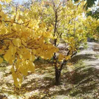 فروش باغ ویلایی دراسکو|فروش زمین و ملک کلنگی|اسکو, |دیوار