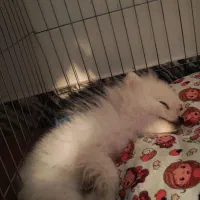 پامر عروسکی